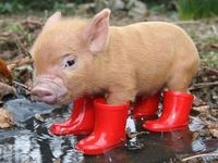Pig in Boots